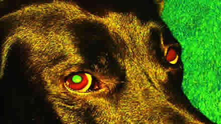 Oči psího šamana